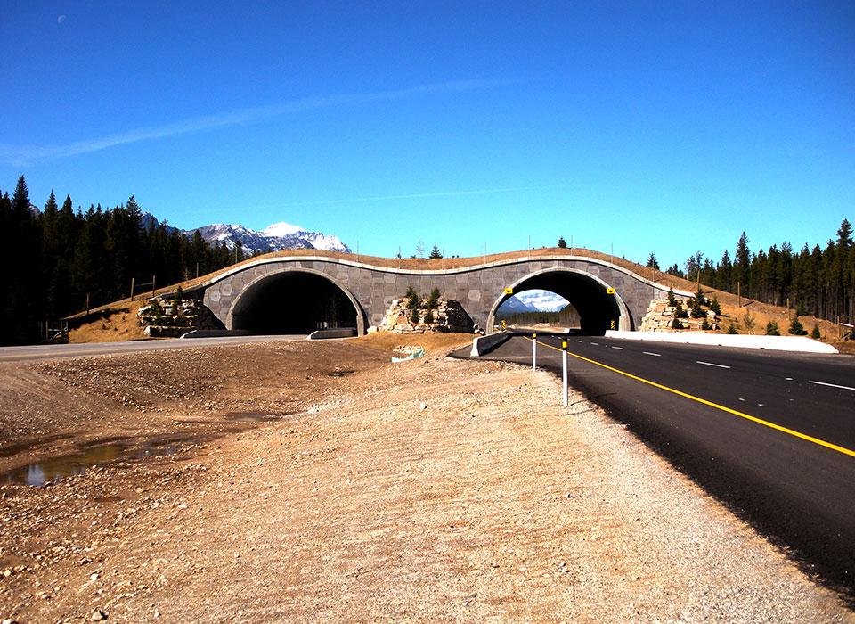 Banff National Park TCH Twinning Animal Overpass