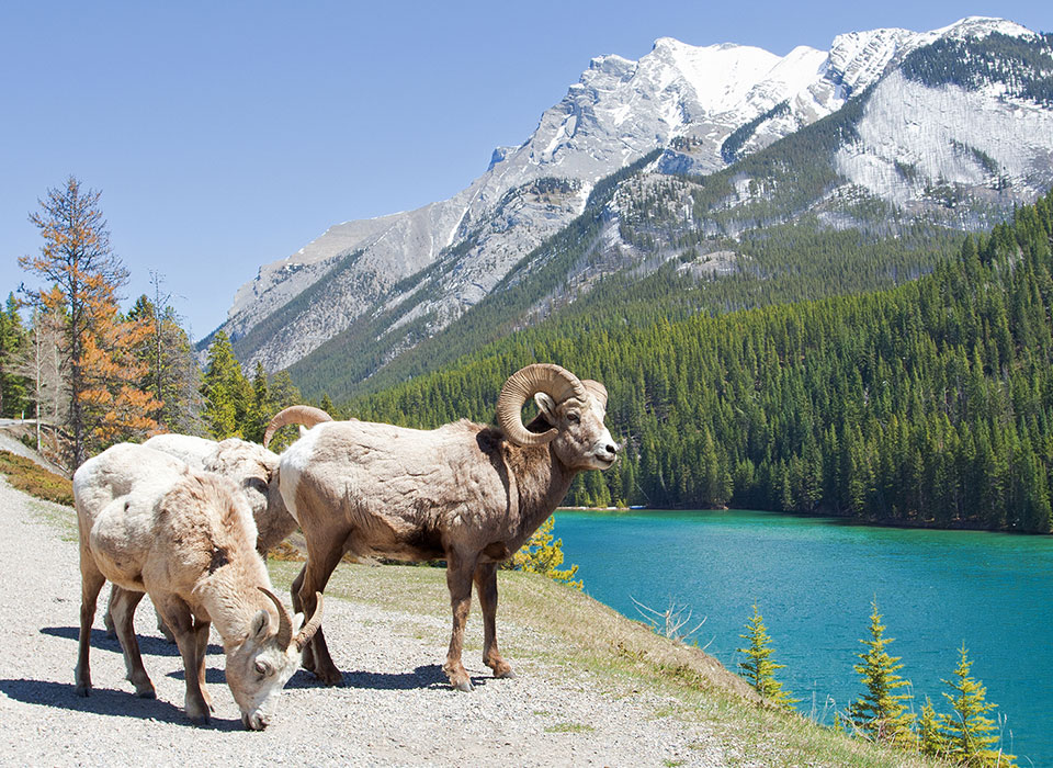 Banff National Park TCH Twinning