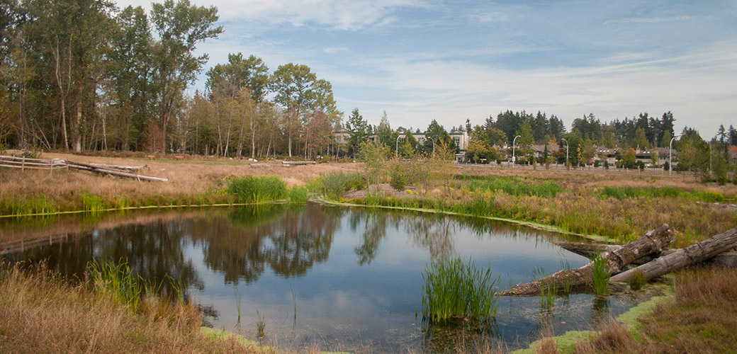 Newton Town Centre Stormwater Detention Pond