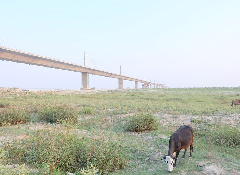 Cow and bridge in background