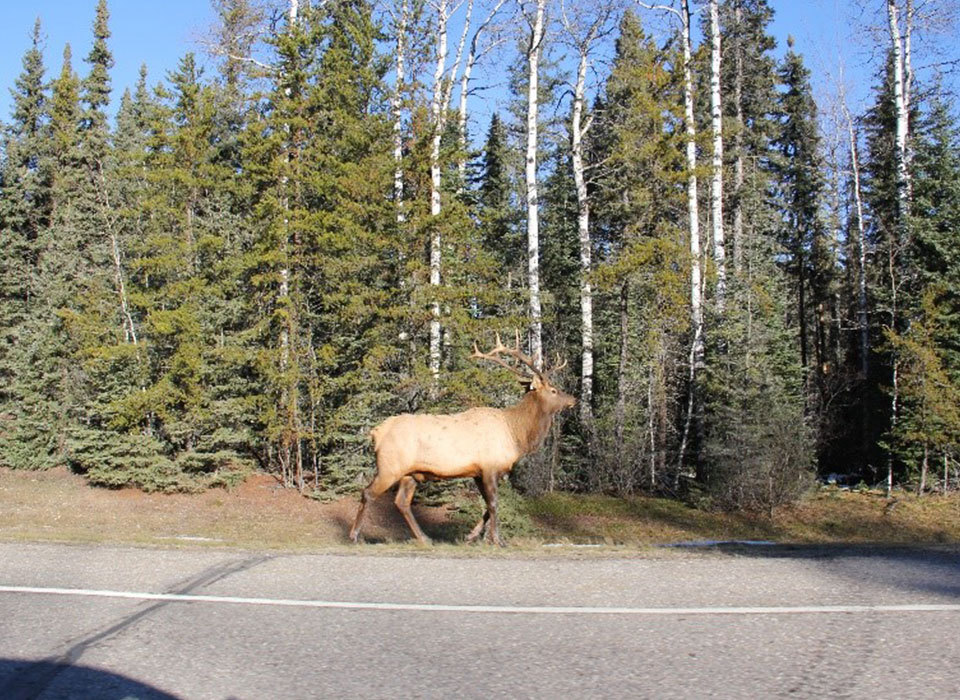 Elk