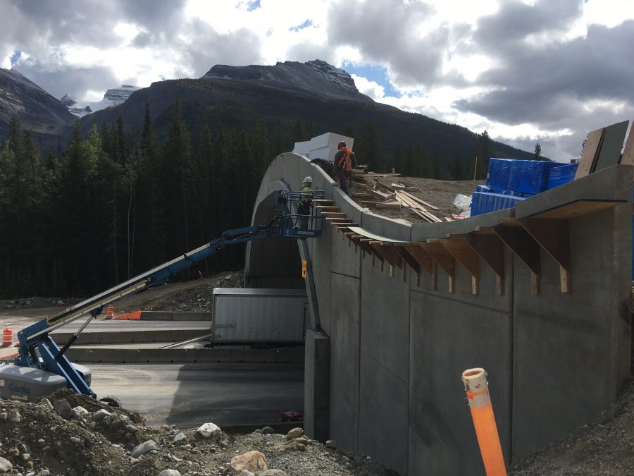 Yoho animal overpass Yoho animal overpass