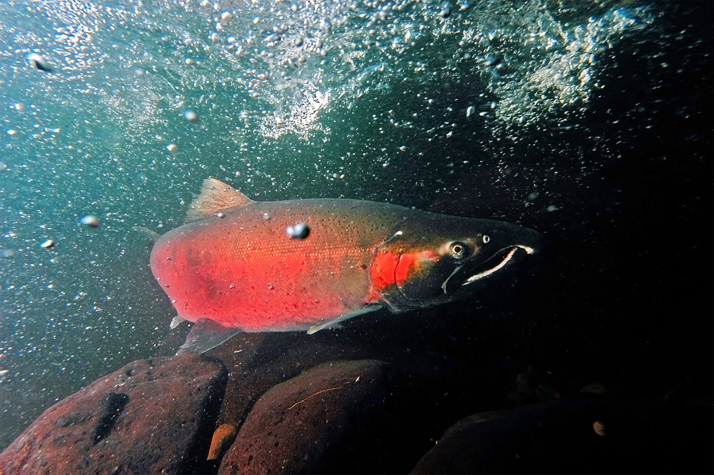 Coho salmon