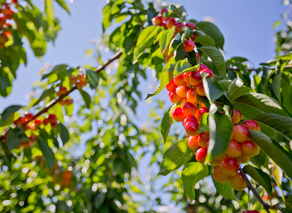 Cherries in Vernon, BC