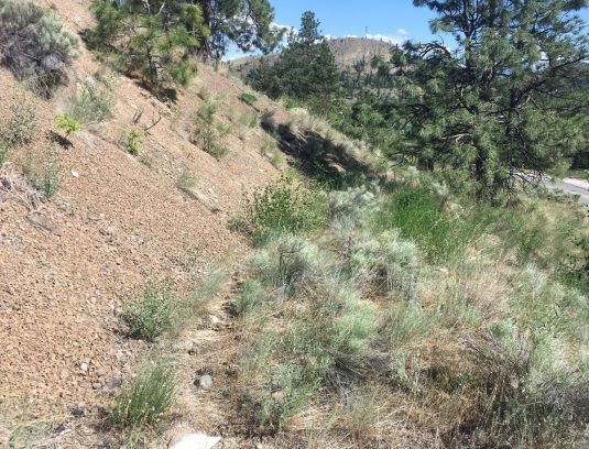Environmental Impact Assessment Dinsmore Wildlife Trail along rocky slope Environmental Impact Assessment Dinsmore Wildlife Trail along rocky slope