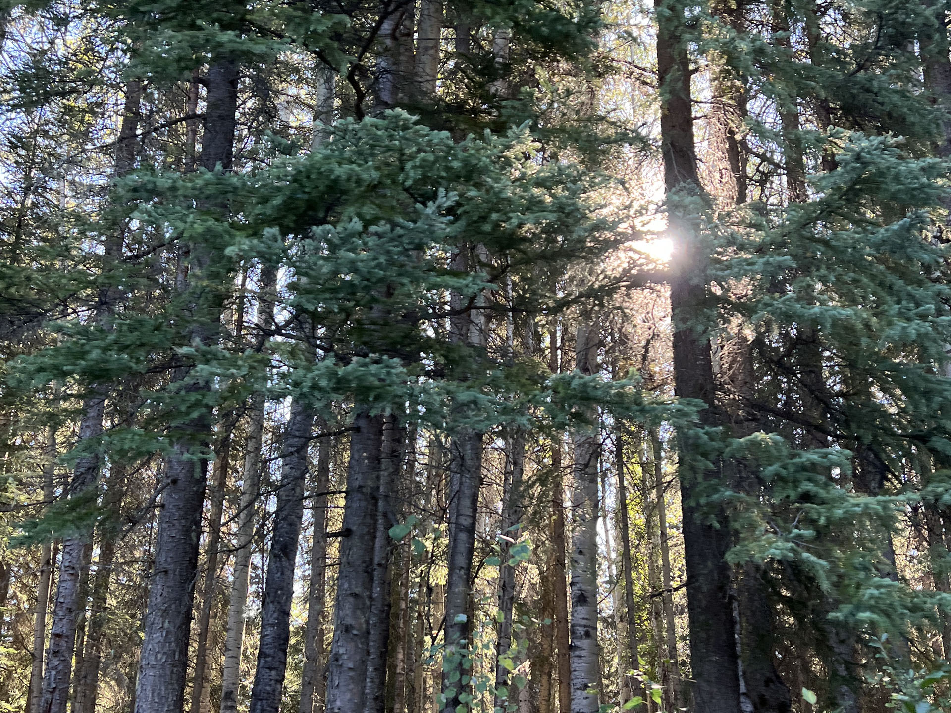 Boreal Forest